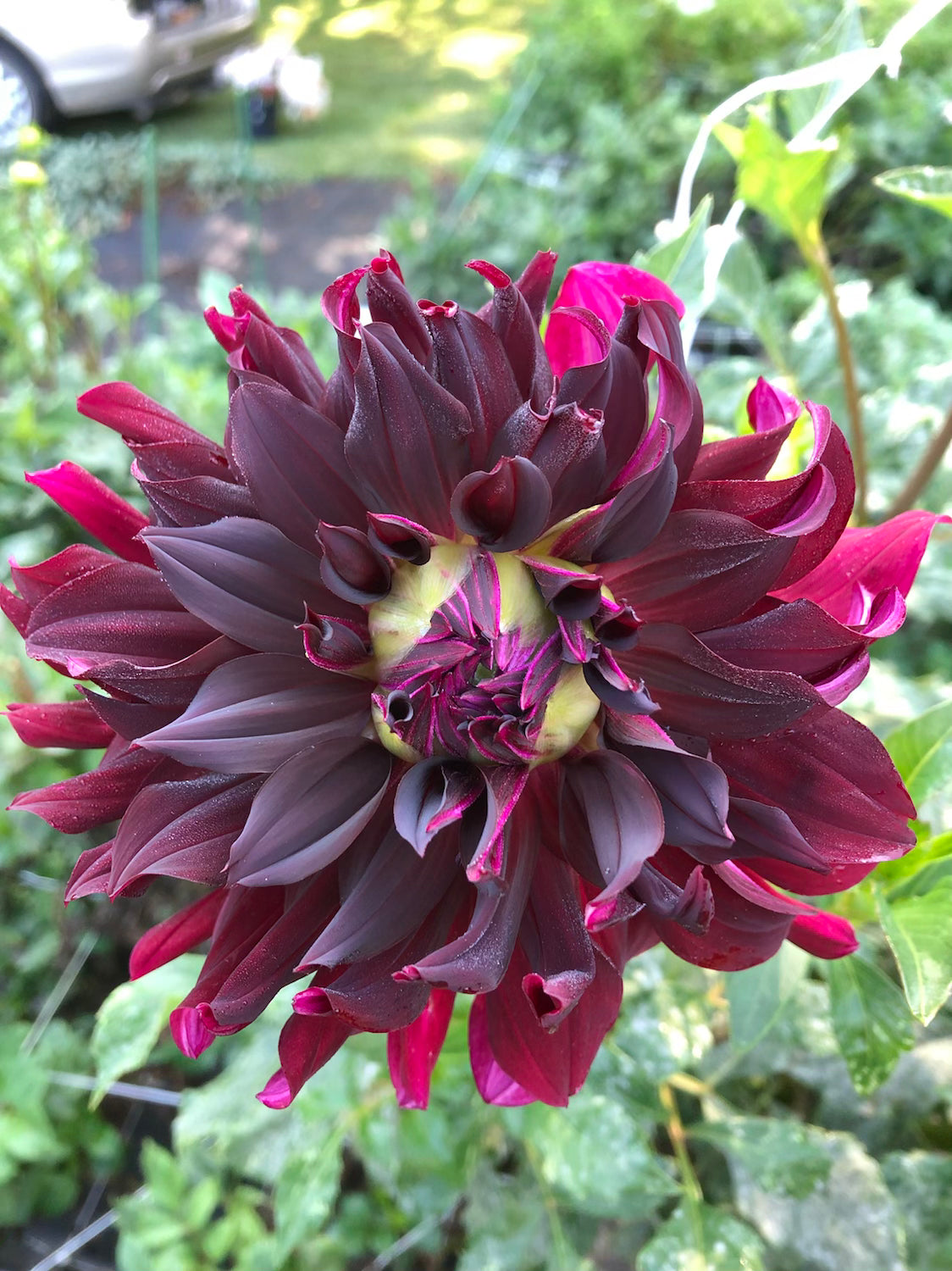 Dahlias