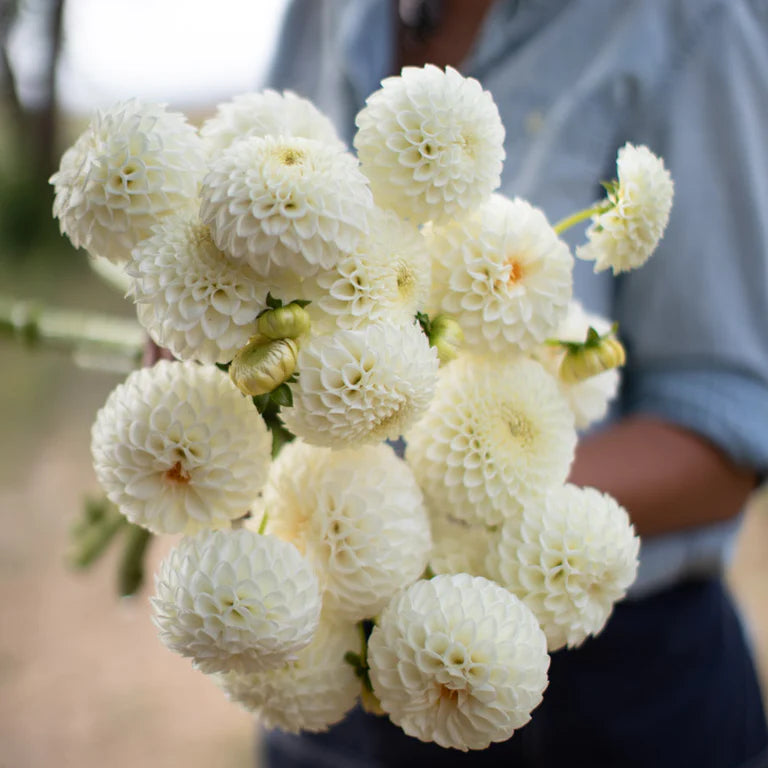 Dahlias