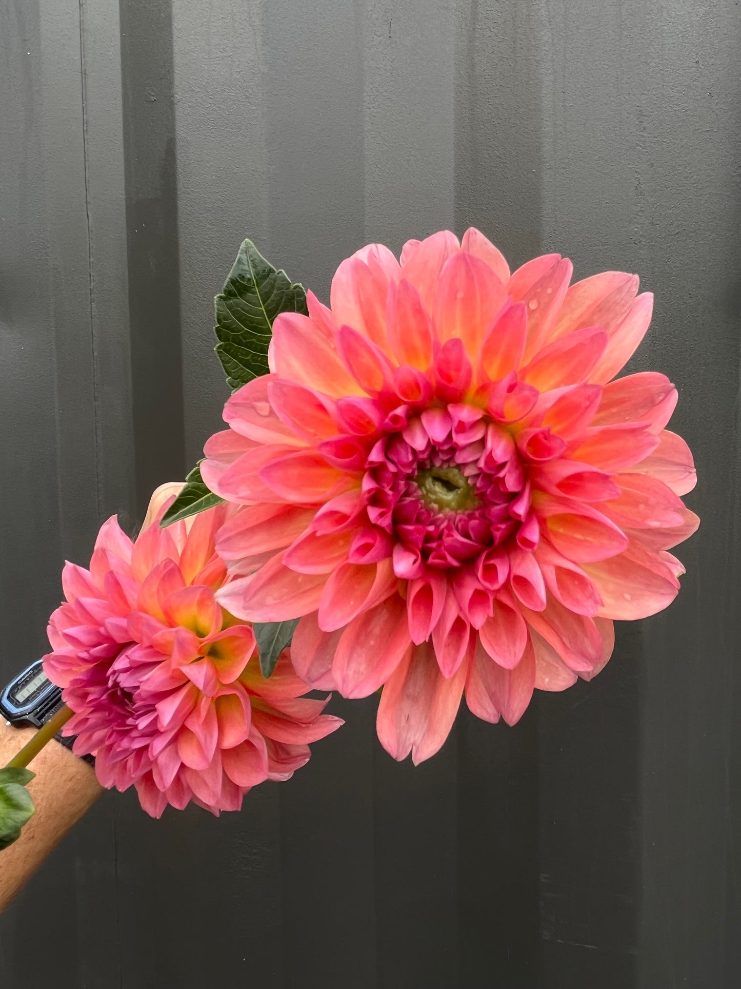 Dahlias