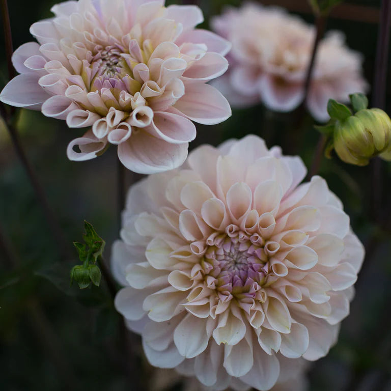 Dahlias