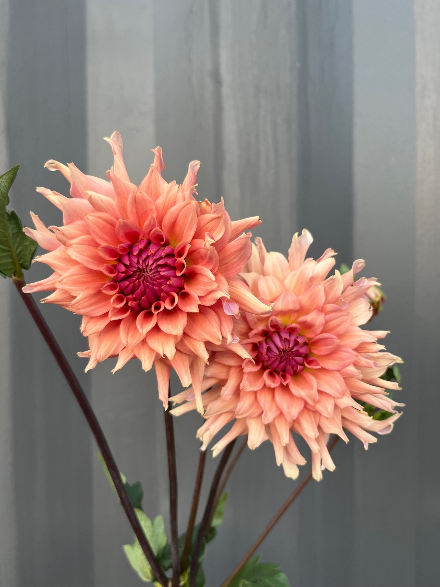 Dahlias