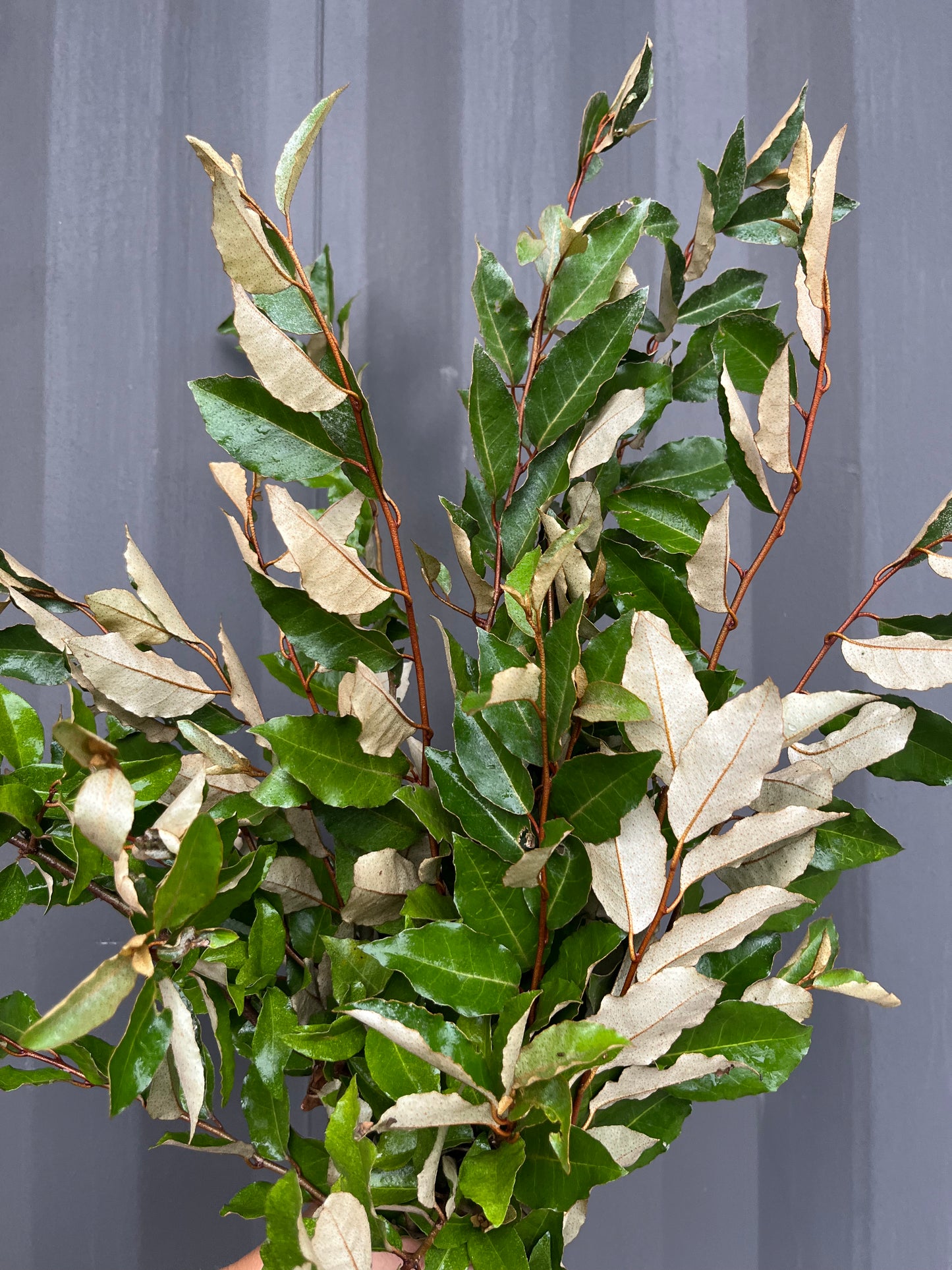 Eleagnus