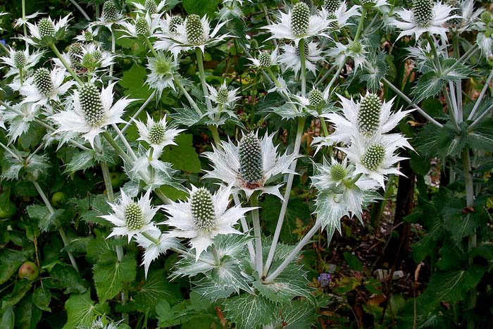 Eryngium