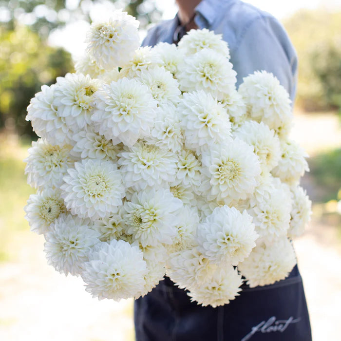 Dahlias