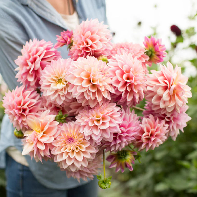 Dahlias