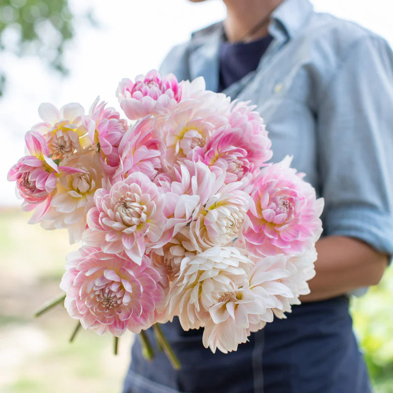Dahlias