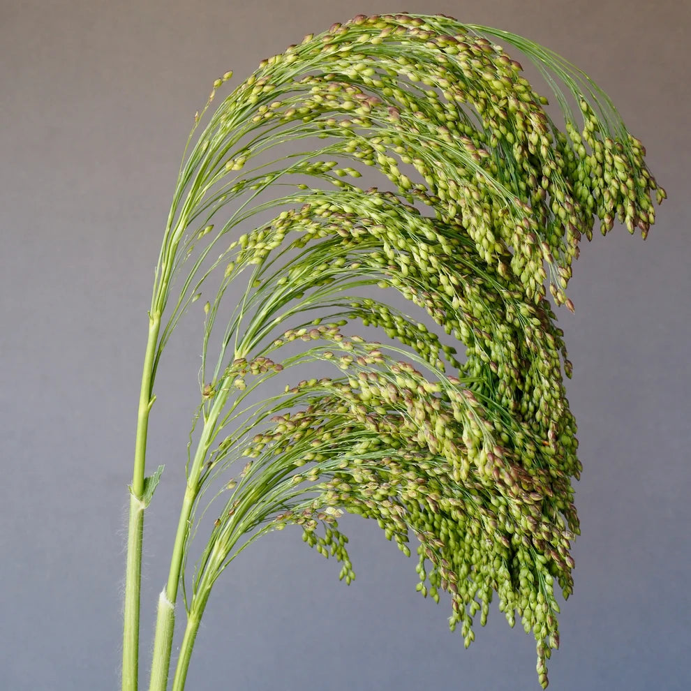 Greendrops Grass
