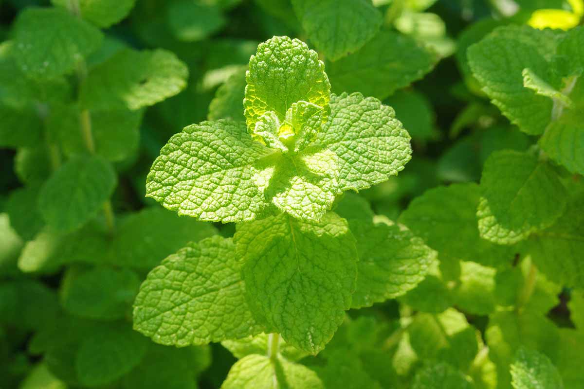 Apple Mint