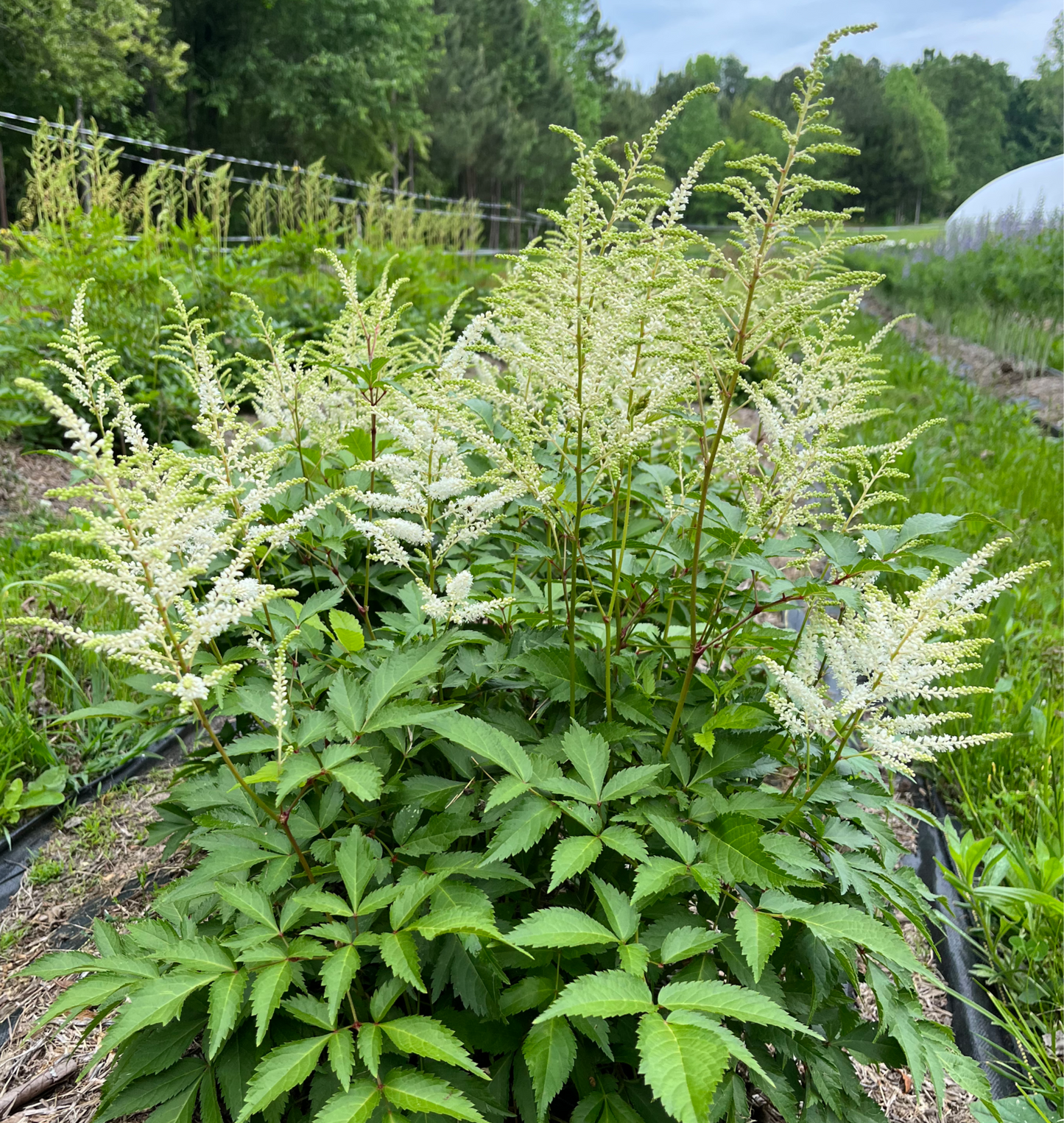 Astilbe