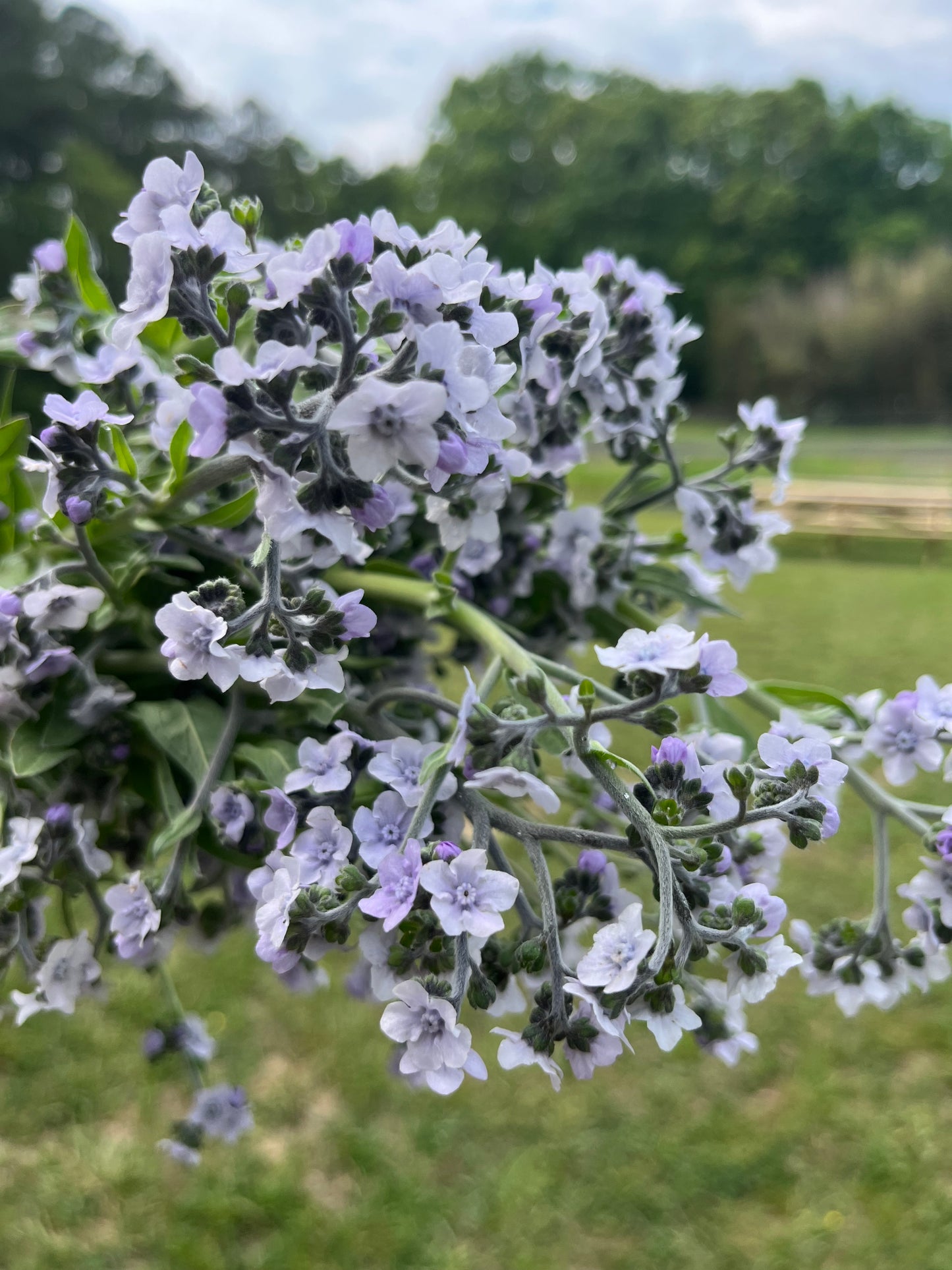 Forget-Me-Nots