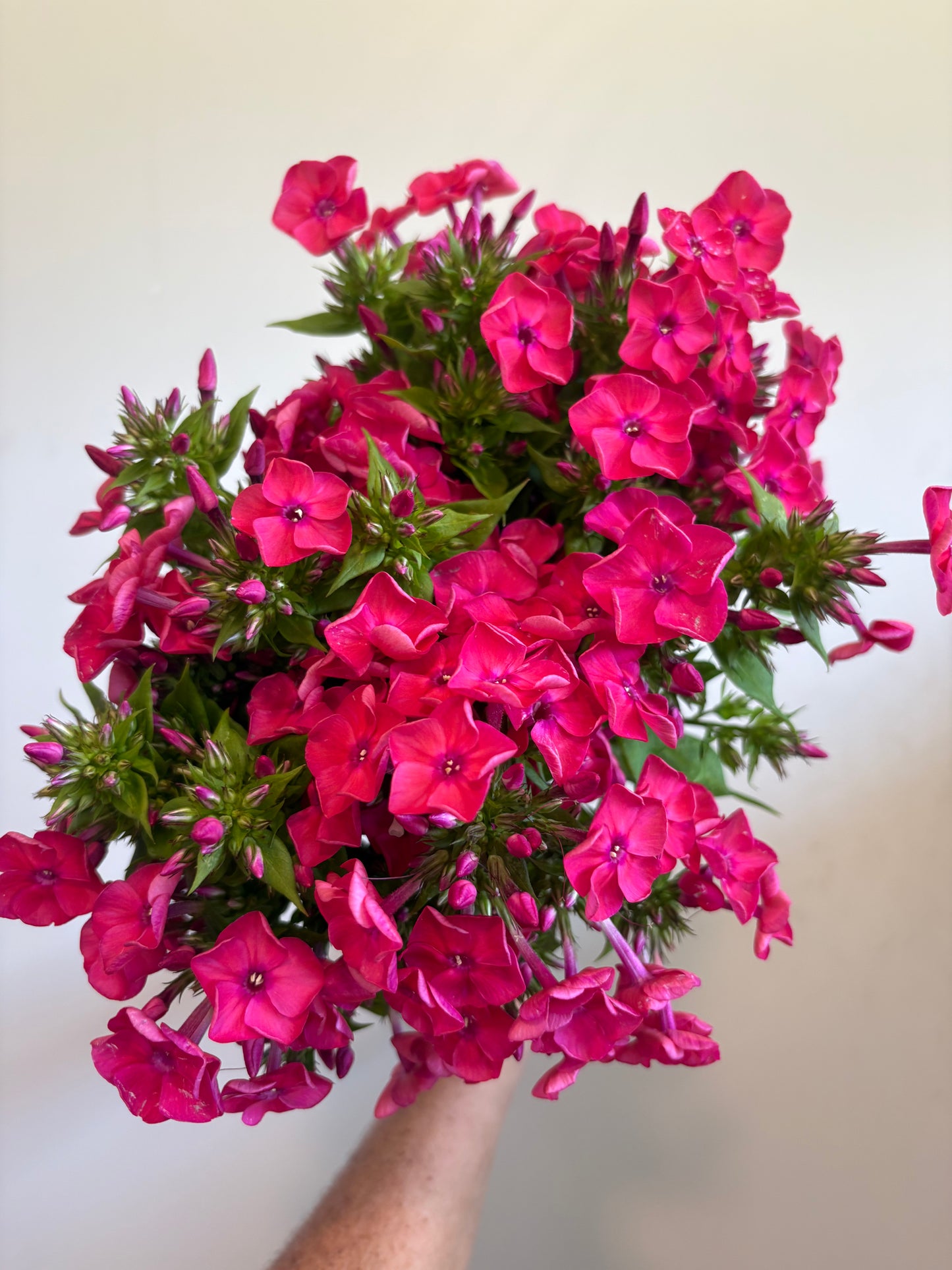 Phlox