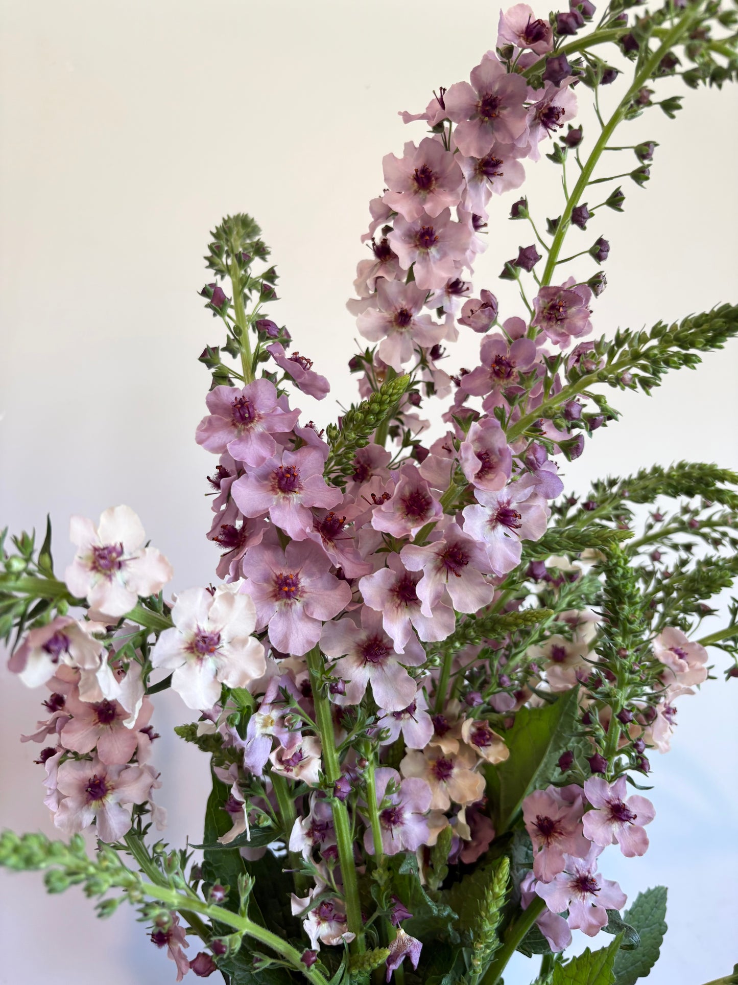Verbascum