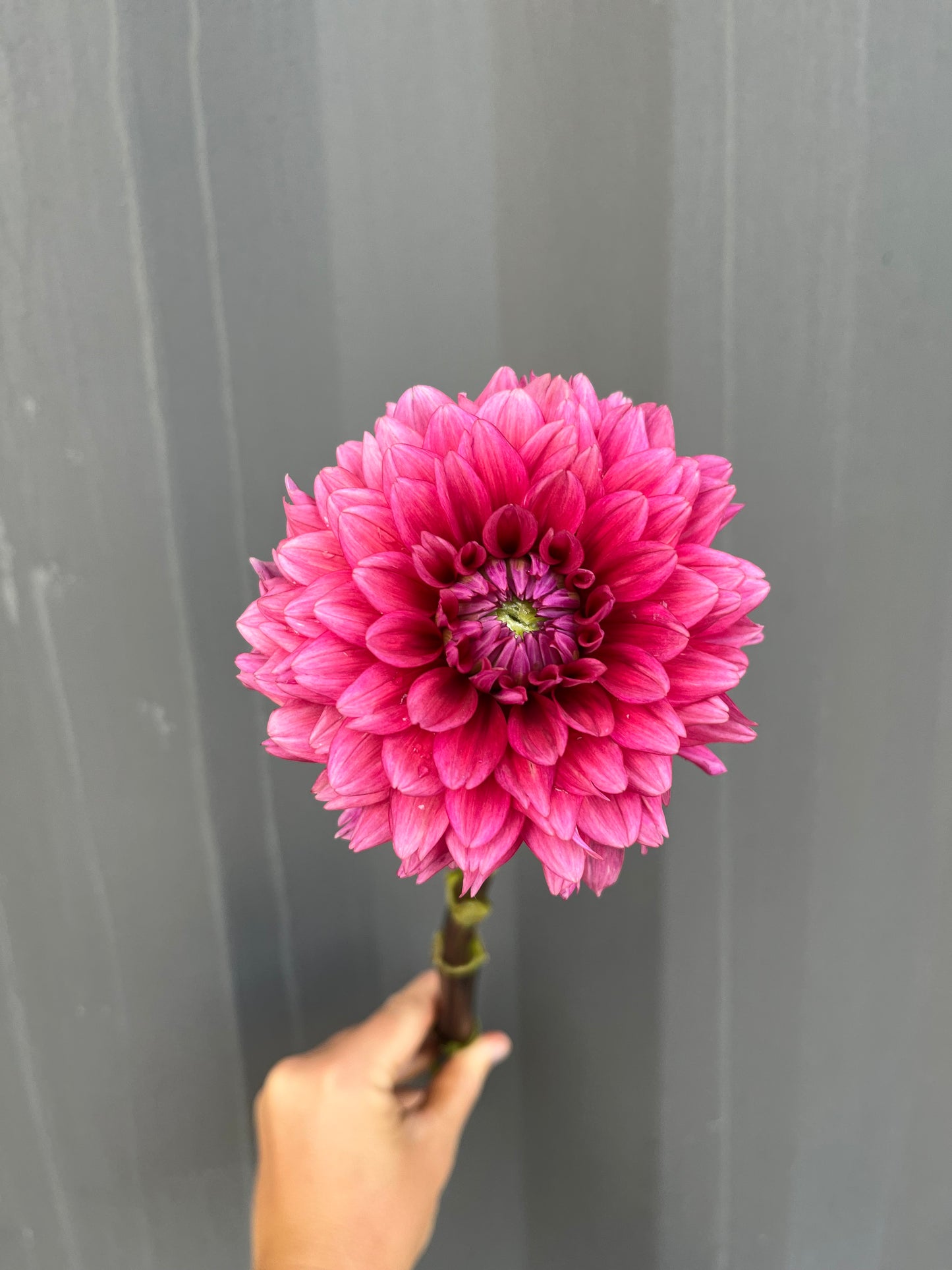 Dahlias