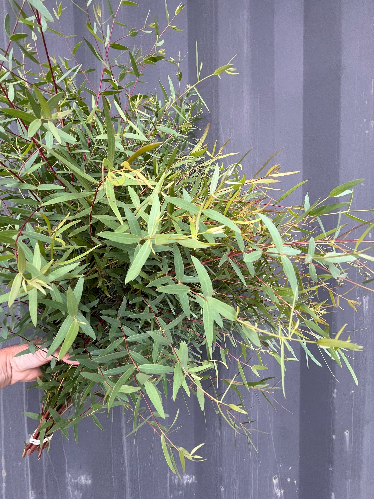 Eucalyptus
