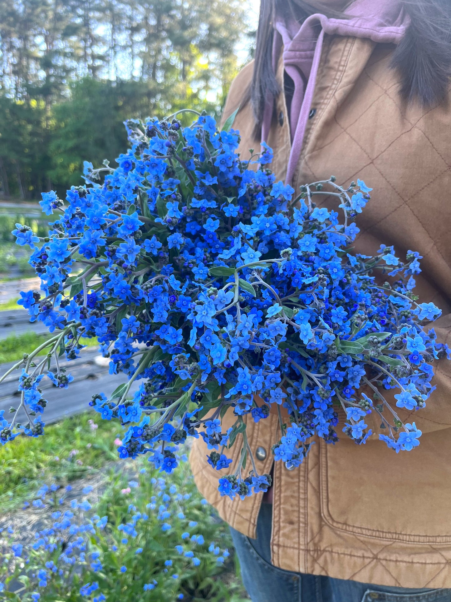 Forget-Me-Nots