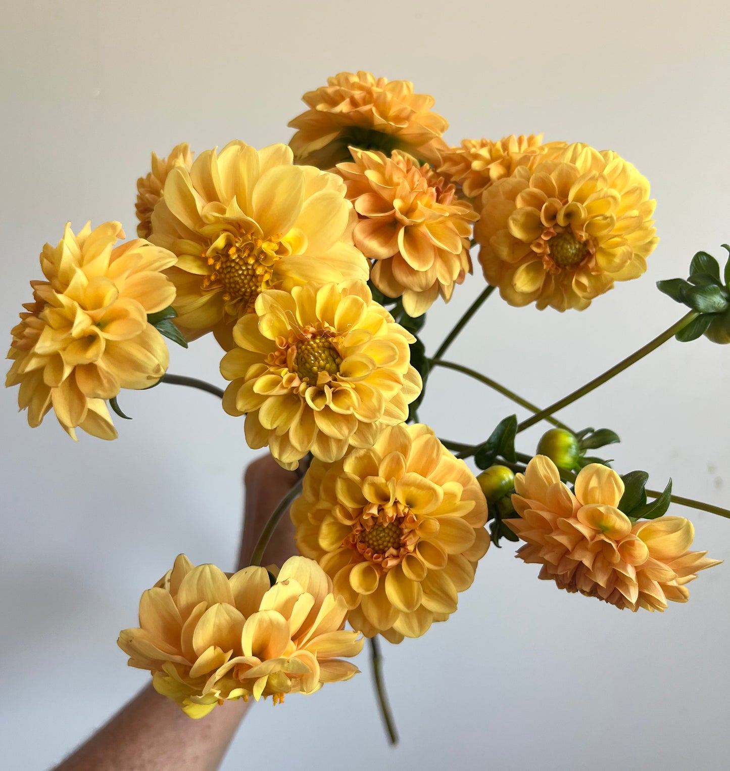 Dahlias