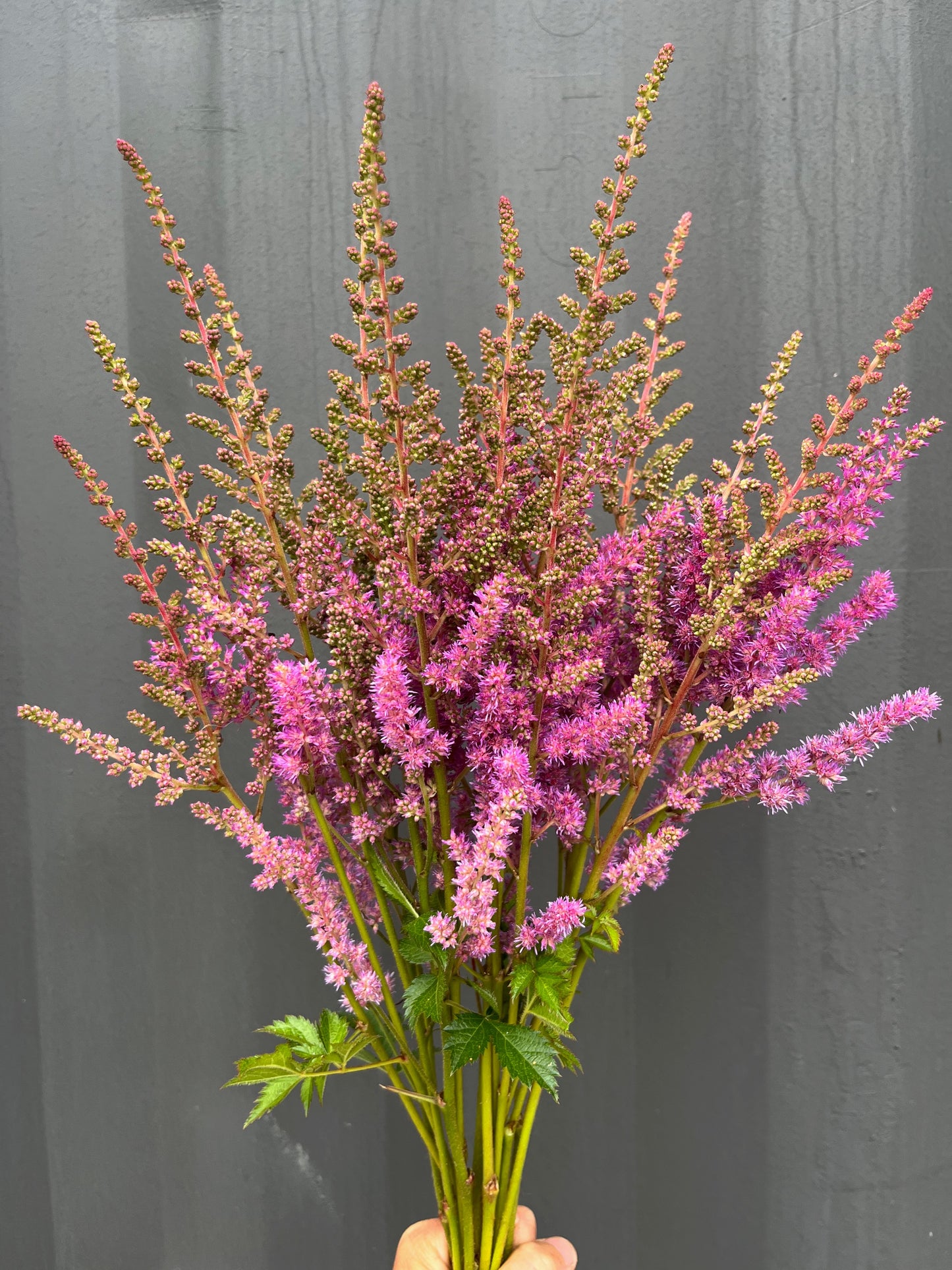 Astilbe