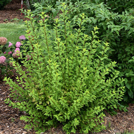 Ninebark Foliage