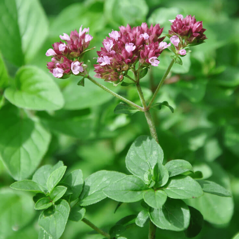 Oregano