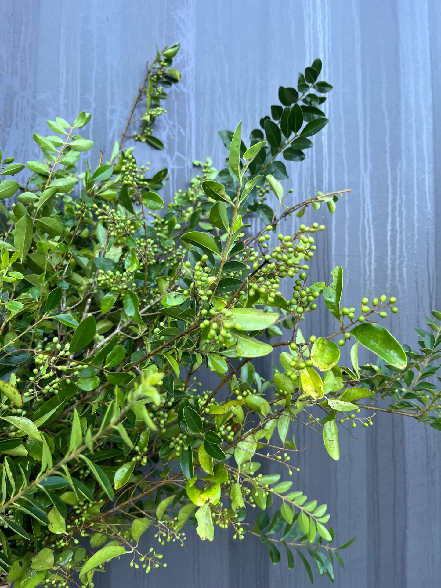 Privet