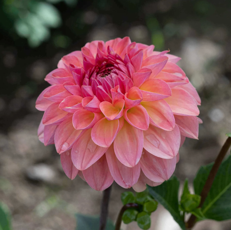 Sebastian Dahlia Tuber
