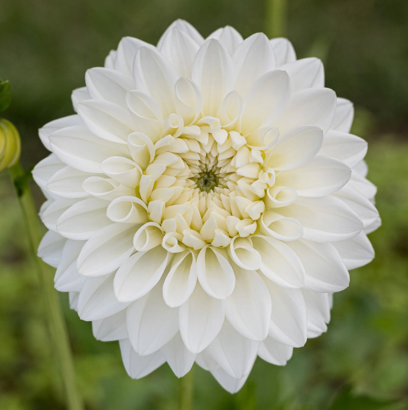 Blizzard Dahlia Tuber
