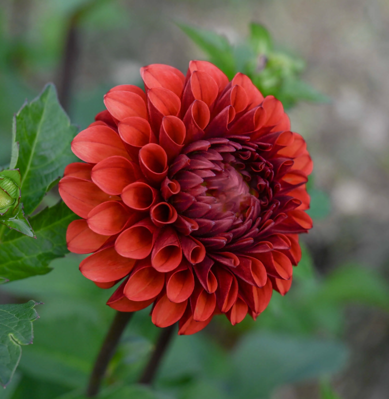 Brown Sugar Dahlia Tuber