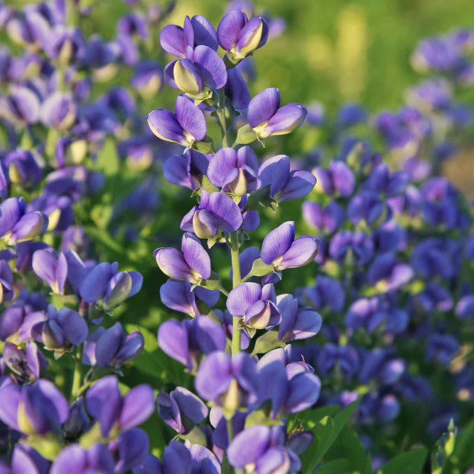 Baptisia