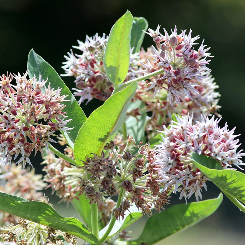 Butterfly Milkweed
