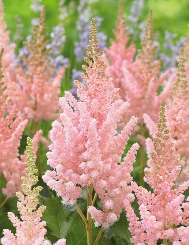 Astilbe