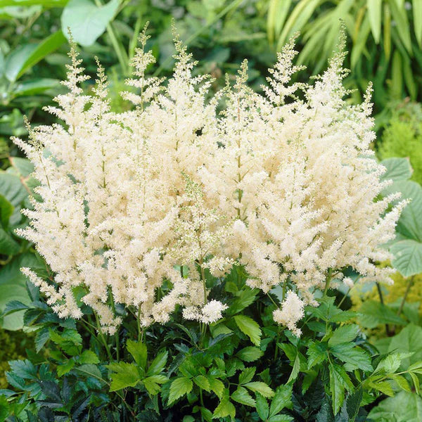 Astilbe
