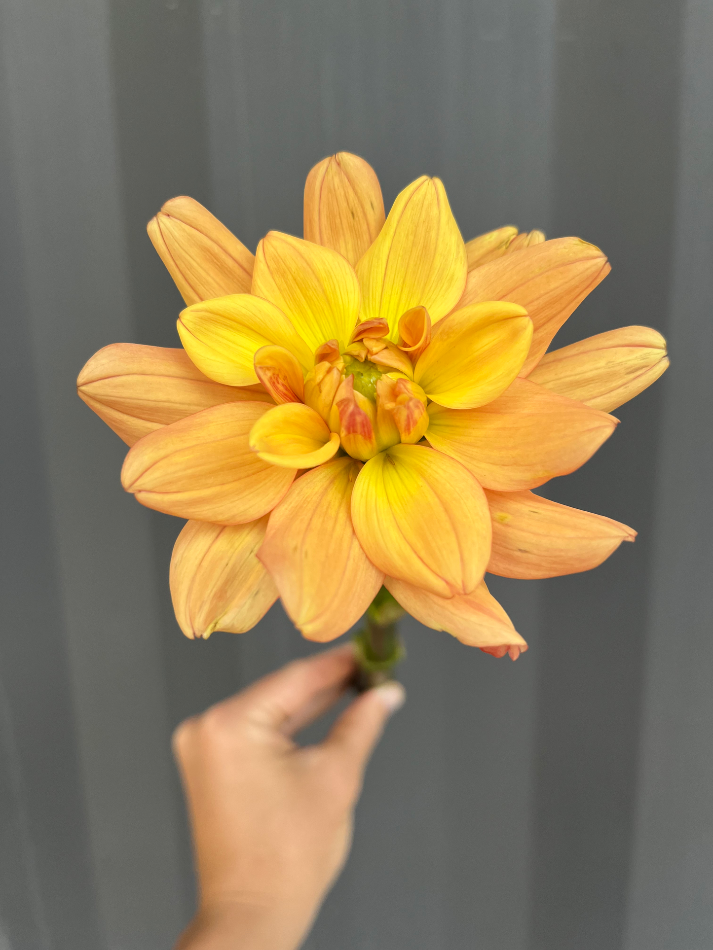 Dahlias - Oranges and Yellows image 7