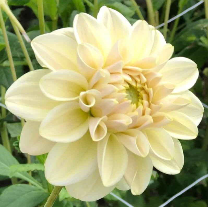 Dahlias