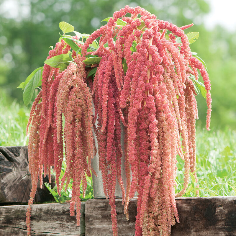 Amaranth image 5