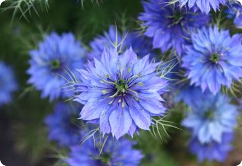 Nigella image 1