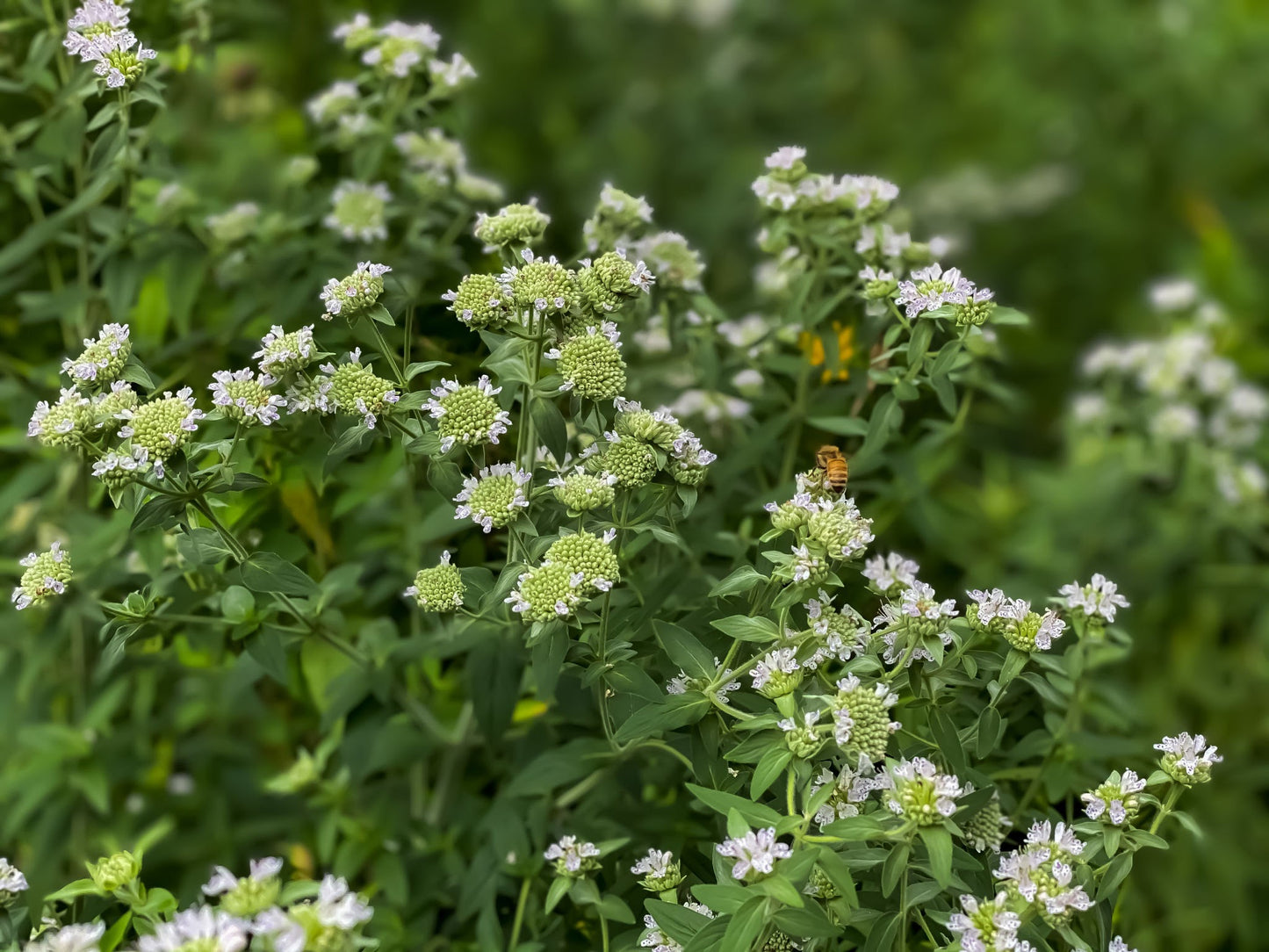 Mountain Mint image 0