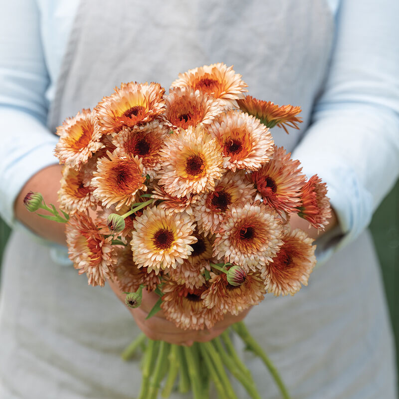 Calendula image 1