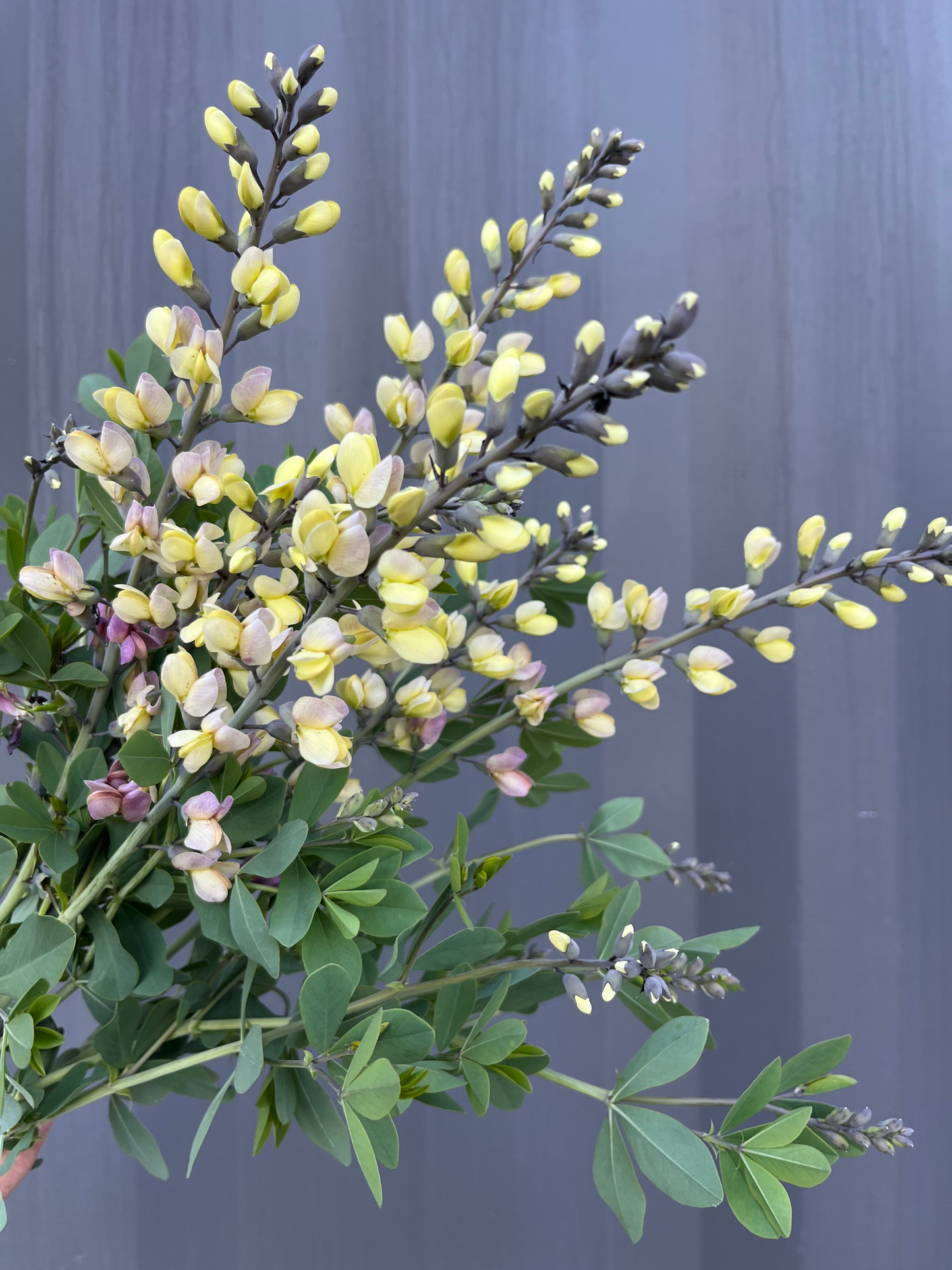 Baptisia image 2