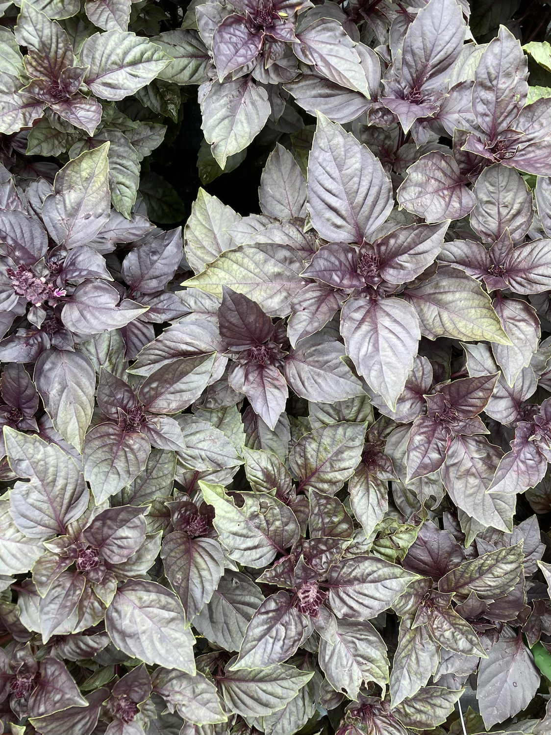 Basil image 0