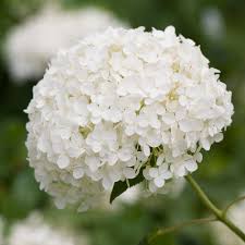 Hydrangea