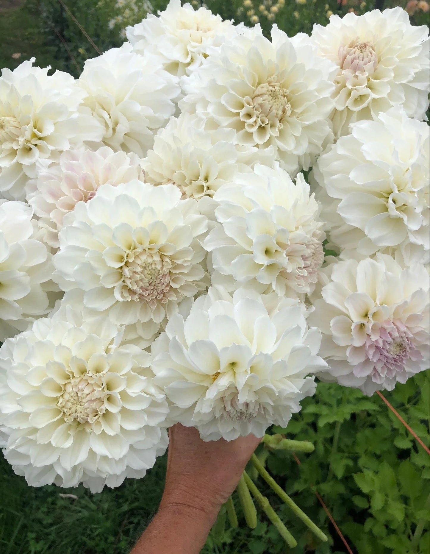 Dahlias