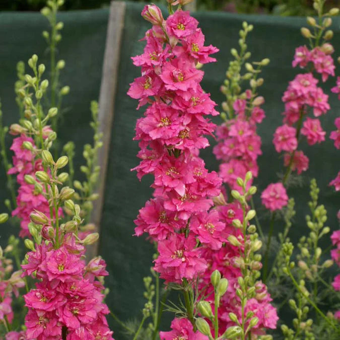 Larkspur
