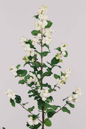 Snowberry