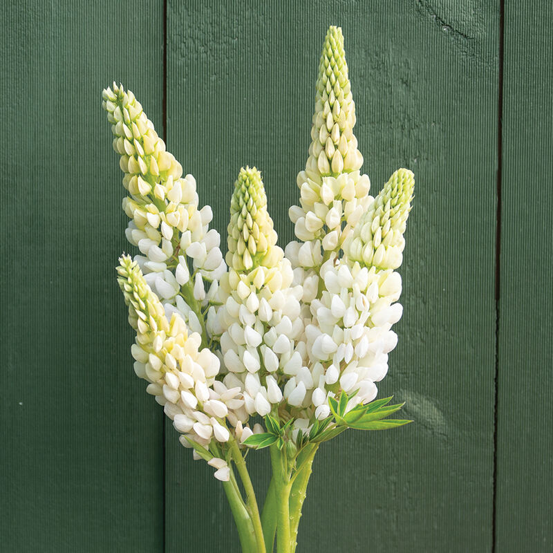Lupine