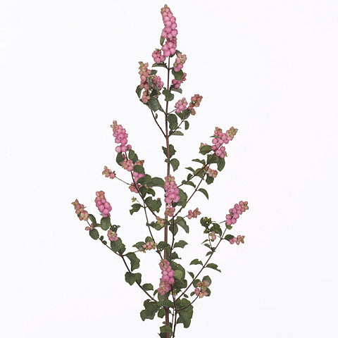 Snowberry