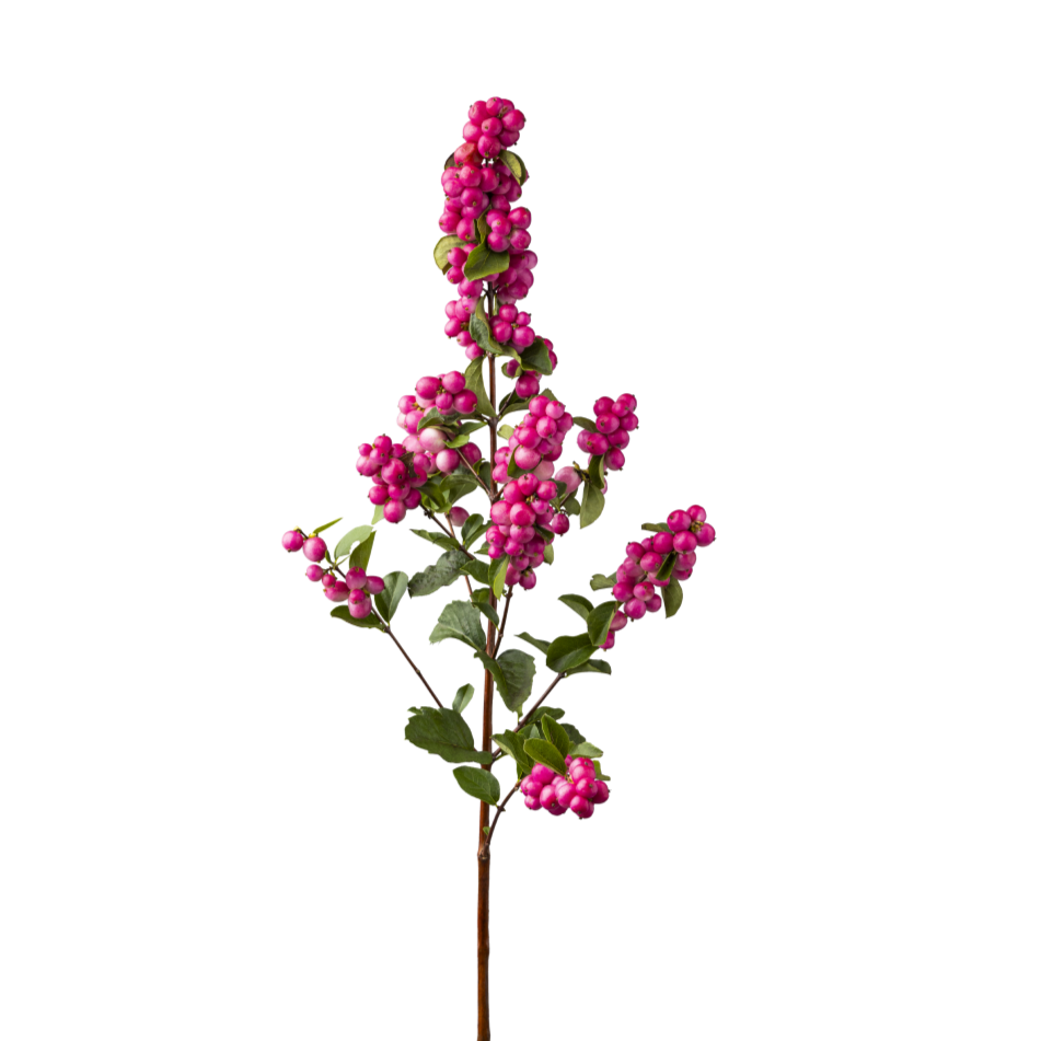 Snowberry