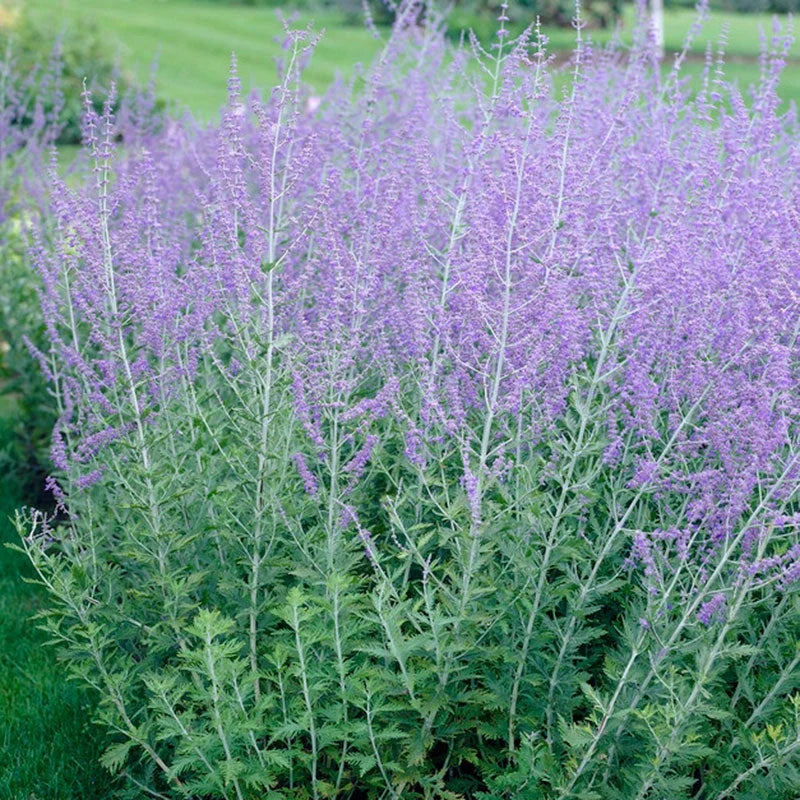 Russian Sage