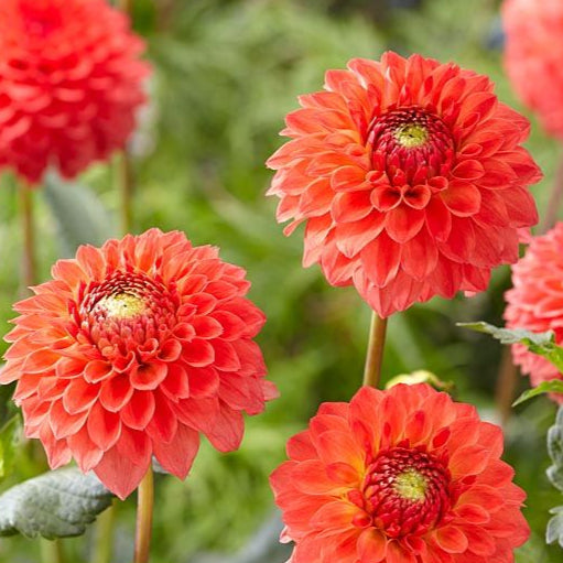 Dahlias