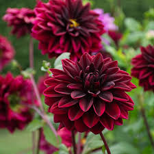 Dahlias