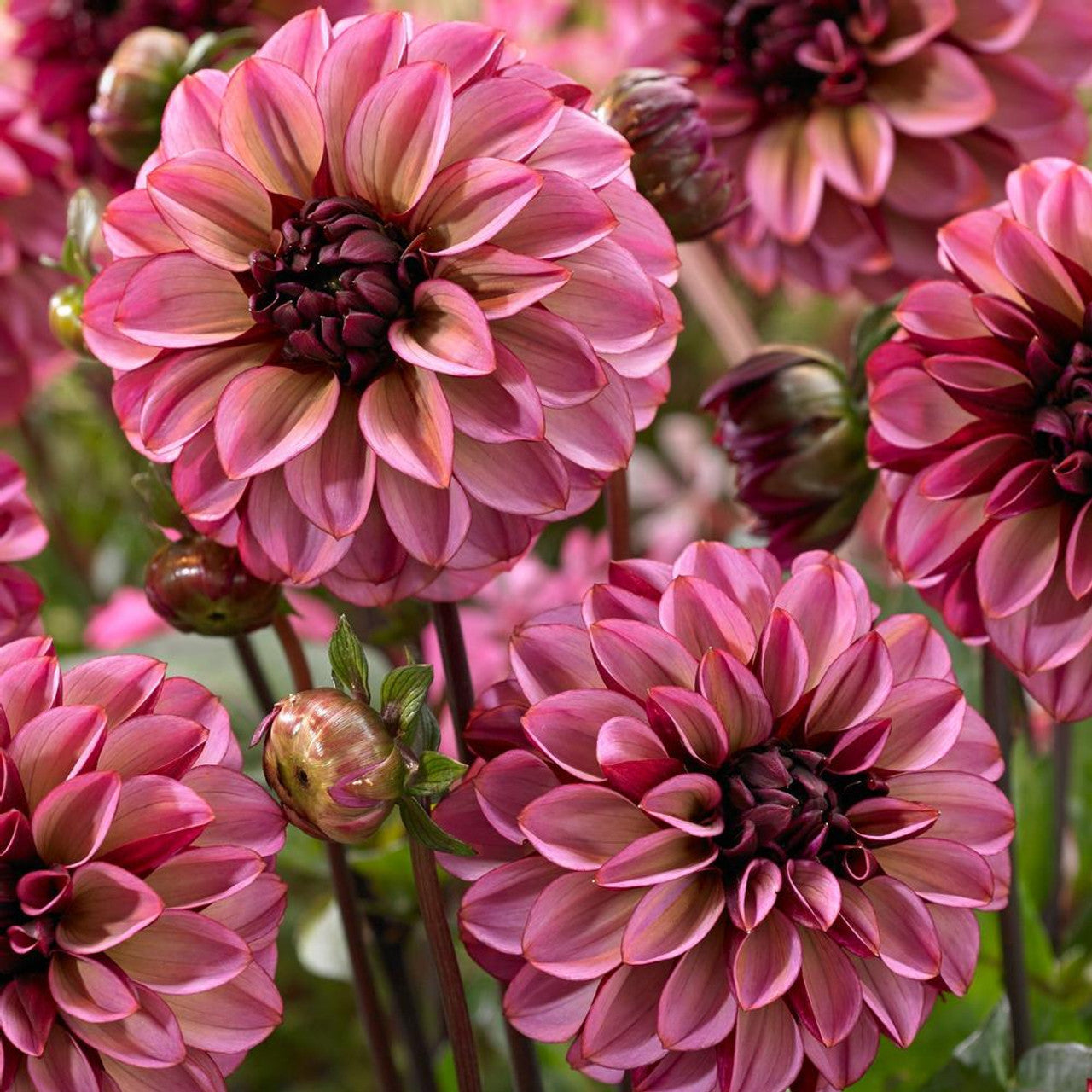 Dahlias